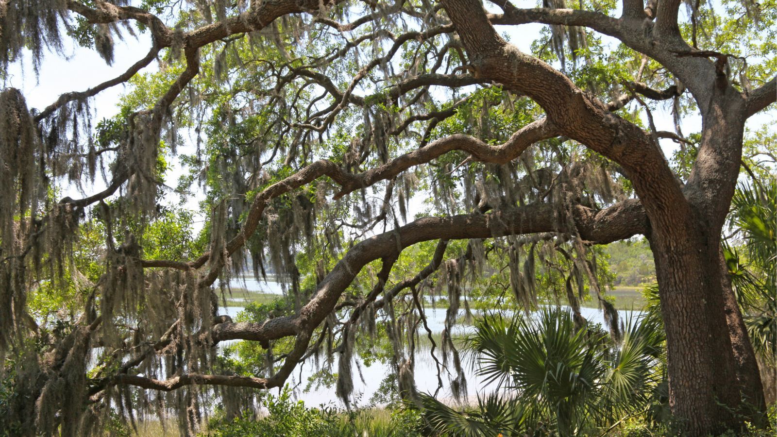 Live oak with Spanish moss overlooking a tidal salt marsh in the South Carolina Lowcountry